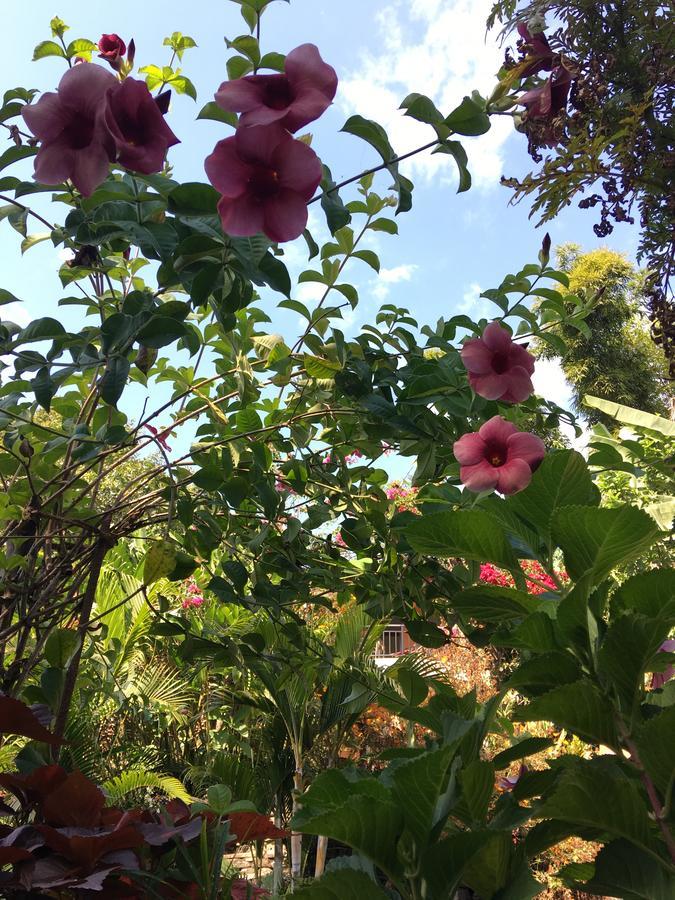 Hidden Paradise Guest House Pokhara Exterior foto